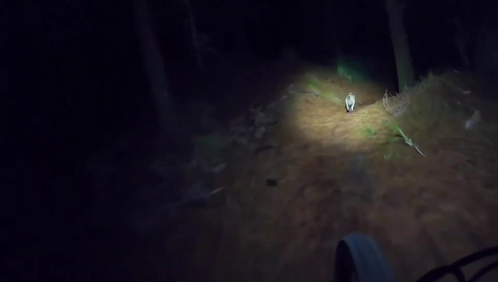 Rider navigating a trail at night with the light.